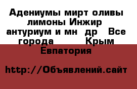 Адениумы,мирт,оливы,лимоны,Инжир, антуриум и мн .др - Все города  »    . Крым,Евпатория